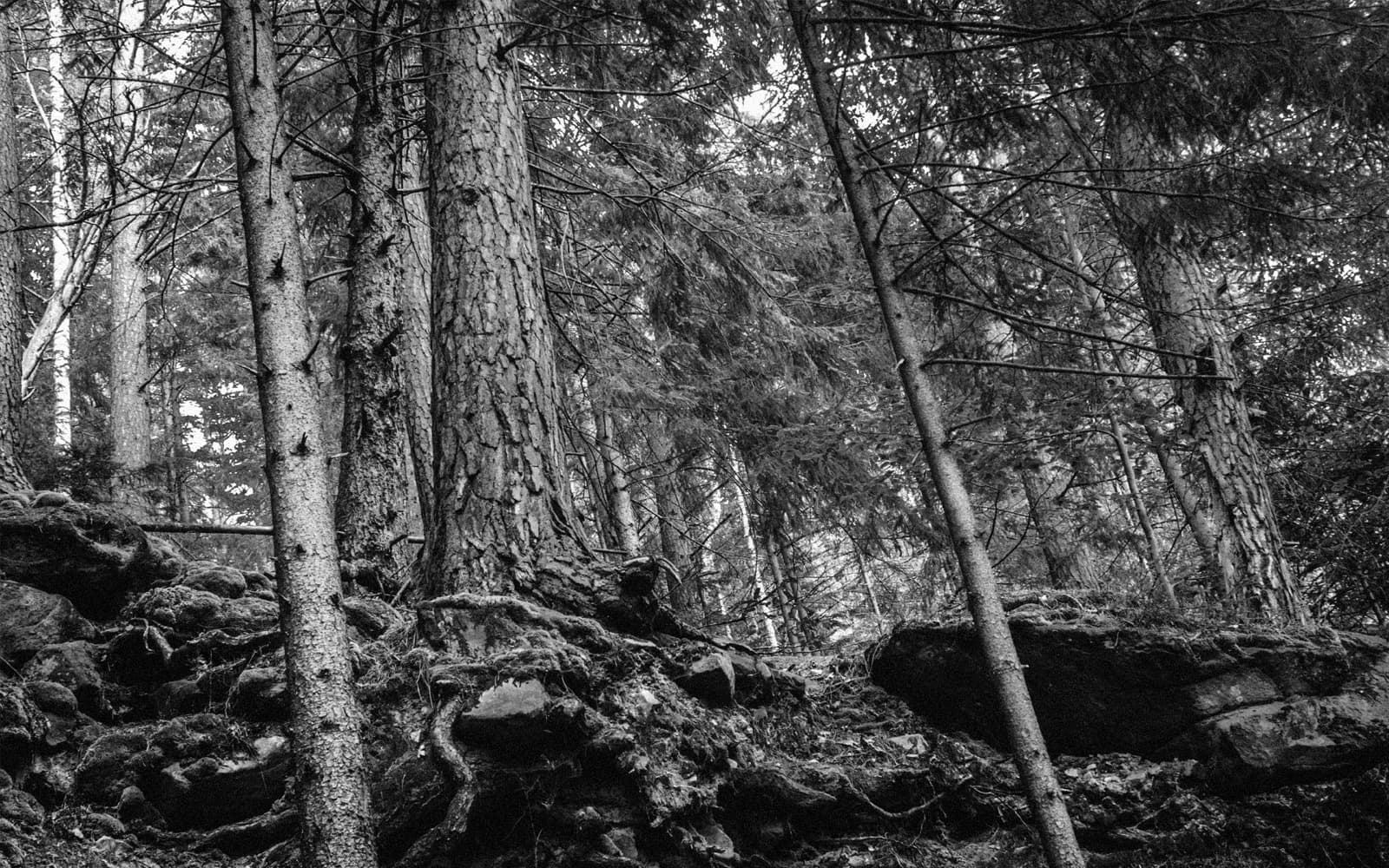 Skogsmiljö hållbarhet